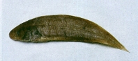 Image of Cynoglossus joyneri (Red tonguesole)