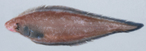 Image of Cynoglossus marleyi (Threeline tonguesole)