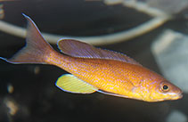 Image of Cyprichromis pavo 