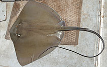 Image of Dasyatis hastata (Whip sting-ray)