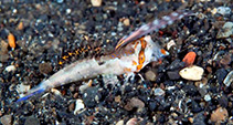 Image of Dactylopus kuiteri (Orange-black dragonet)