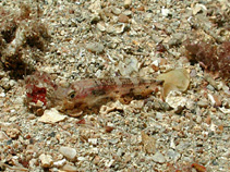 Image of Deltentosteus collonianus (Toothed goby)