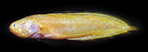 Image of Dinematichthys trilobatus (Trilobed viviparous brotula)