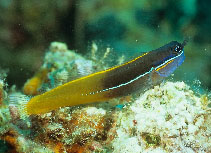 Image of Ecsenius tricolor (Tricolor coralblenny)