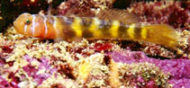 Image of Tigrigobius digueti (Banded cleaner goby)
