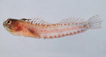 Image of Emblemariopsis bottomei (Southern smoothhead glass blenny)