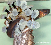 Image of Encheliophis gracilis (Graceful pearlfish)