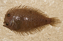 Image of Engyprosopon maldivense (Olive wide-eyed flounder)