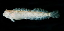 Image of Entomacrodus rofeni (Rofen\