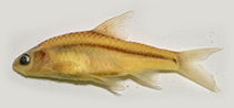 Image of Enteromius yongei (Nzoia barb)