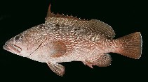 Image of Epinephelus irroratus (Marquesan grouper)