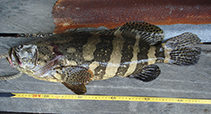 Image of Epinephelus quinquefasciatus (Pacific goliath grouper)