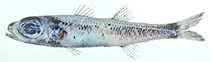 Image of Epigonus tuberculatus (Keeling deepwater cardinalfish)