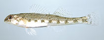 Image of Etheostoma colorosum (Coastal darter)