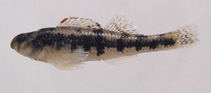 Image of Etheostoma duryi (Subnose darter)