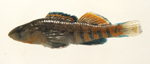 Image of Etheostoma kantuckeense (Highland Rim Darter)