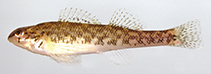 Image of Etheostoma tallapoosae (Tallapoosa darter)