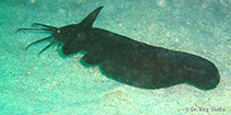 Image of Euristhmus microceps (Smallhead catfish)