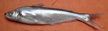 Image of Eutropiichthys murius 