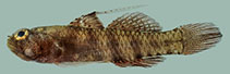 Image of Eviota piperata (Peppered dwarfgoby)