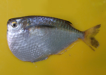 Image of Gasteropelecus levis (Silver hatchetfish)