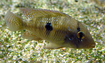 Image of Geophagus obscurus 