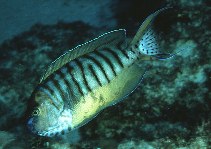 Image of Genicanthus semicinctus (Halfbanded angelfish)