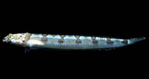 Image of Gillellus arenicola (Sandy stargazer)