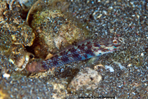 Image of Gladiogobius brevispinis (Short-spined goby)