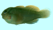 Image of Gobiodon brochus (Rasp coralgoby)