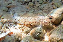 Image of Gobius incognitus (Incognito goby)