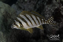 Image of Goniistius zonatus (Spottedtail morwong)