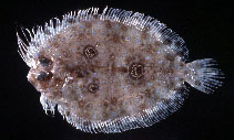 Image of Grammatobothus polyophthalmus (Threespot flounder)