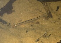 Image of Gymnorhamphichthys rondoni (Mousetail knifefish)