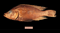 Image of Haplochromis acidens 