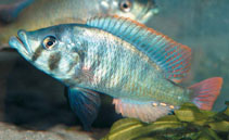Image of Haplochromis chilotes 
