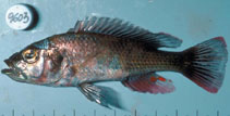 Image of Haplochromis exspectatus 