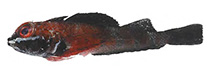 Image of Helcogramma nigra (Rotuma triplefin)