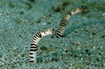 Image of Heteroconger polyzona (Zebra garden eel)