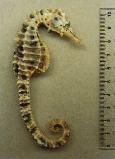 Image of Hippocampus abdominalis (Big-belly seahorse)