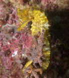 Image of Hippocampus ingens (Pacific seahorse)