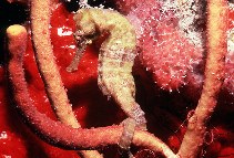 Image of Hippocampus reidi (Longsnout seahorse)