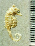 Image of Hippocampus zosterae, Dwarf seahorse, Dværgsøhest, Dwarf Seahorse, Zwergseepferdchen, Caballito de mar, Caballito oliváceo, Caballito enano 