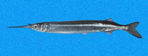 Image of Hyporhamphus naos (Pacific silverstripe halfbeak)