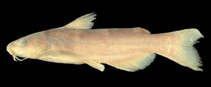 Image of Ictalurus balsanus (Balsas catfish)