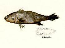 Image of Johnius macropterus (Largefin croaker)