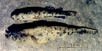 Image of Knipowitschia cameliae (Danube delta dwarf goby)