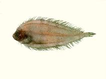 Image of Laeops parviceps (Small headed flounder)