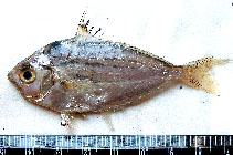 Image of Leiognathus brevirostris (Shortnose ponyfish)