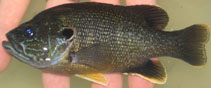 Image of Lepomis cyanellus (Green sunfish)